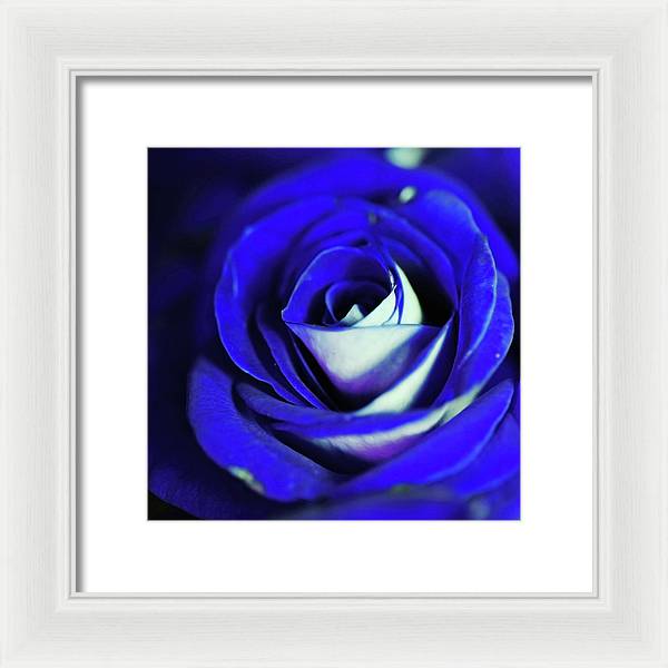 Blue Rose - Framed Print