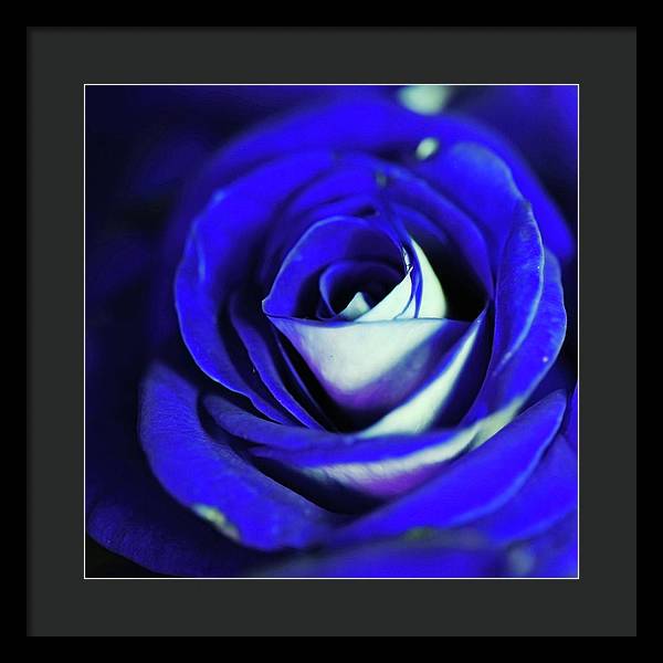 Blue Rose - Framed Print