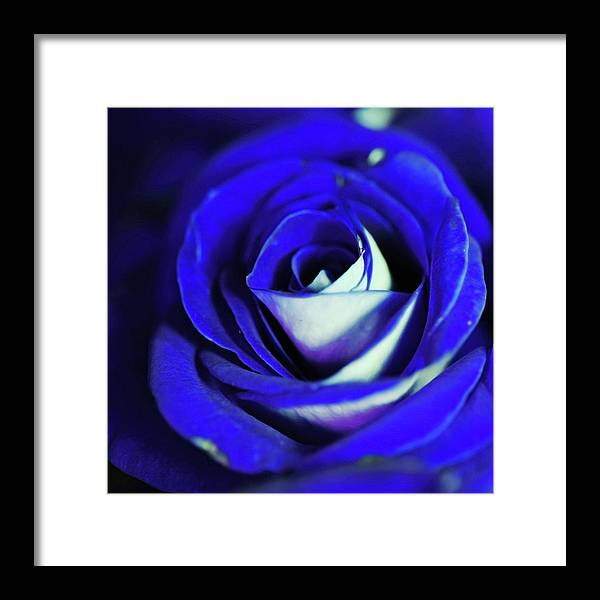 Blue Rose - Framed Print