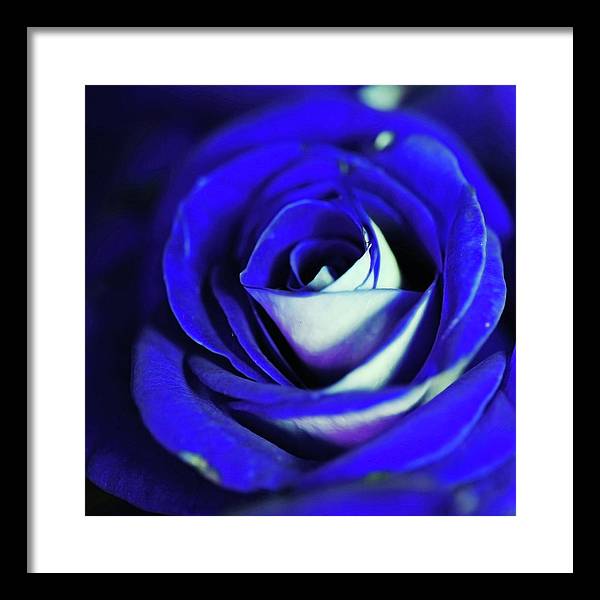 Blue Rose - Framed Print