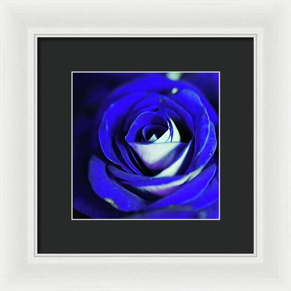 Blue Rose - Framed Print