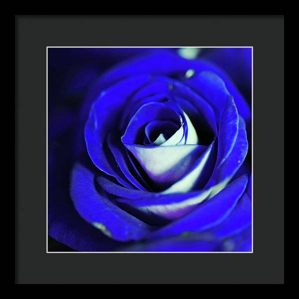Blue Rose - Framed Print