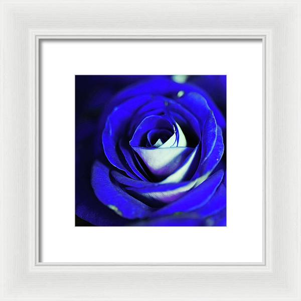 Blue Rose - Framed Print