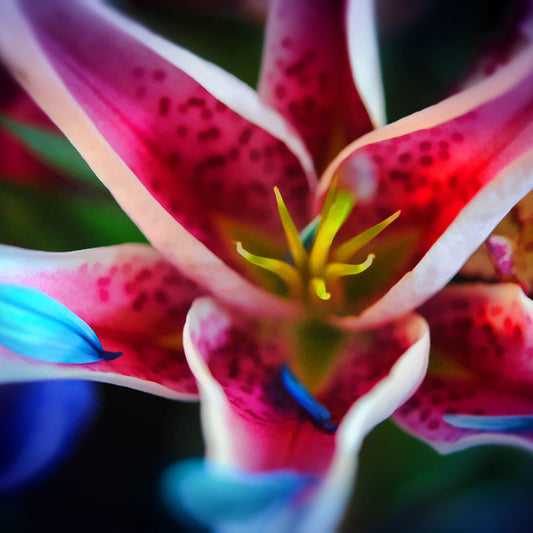 Blue Petals on a Pink and White Flower Digital Image Download