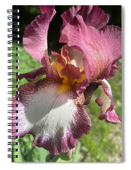Burgundy iris - Spiral Notebook