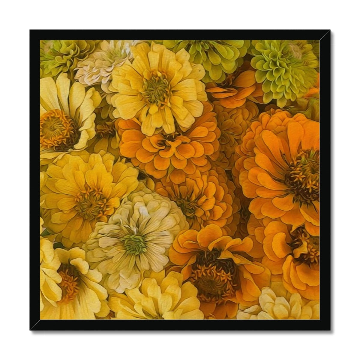 Yellow Zinnias Framed Print