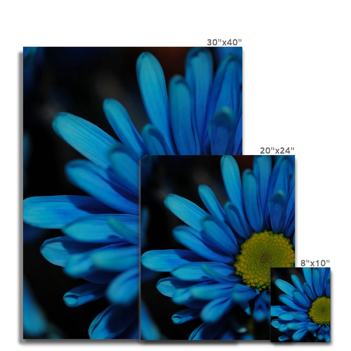 Blue Daisy Canvas