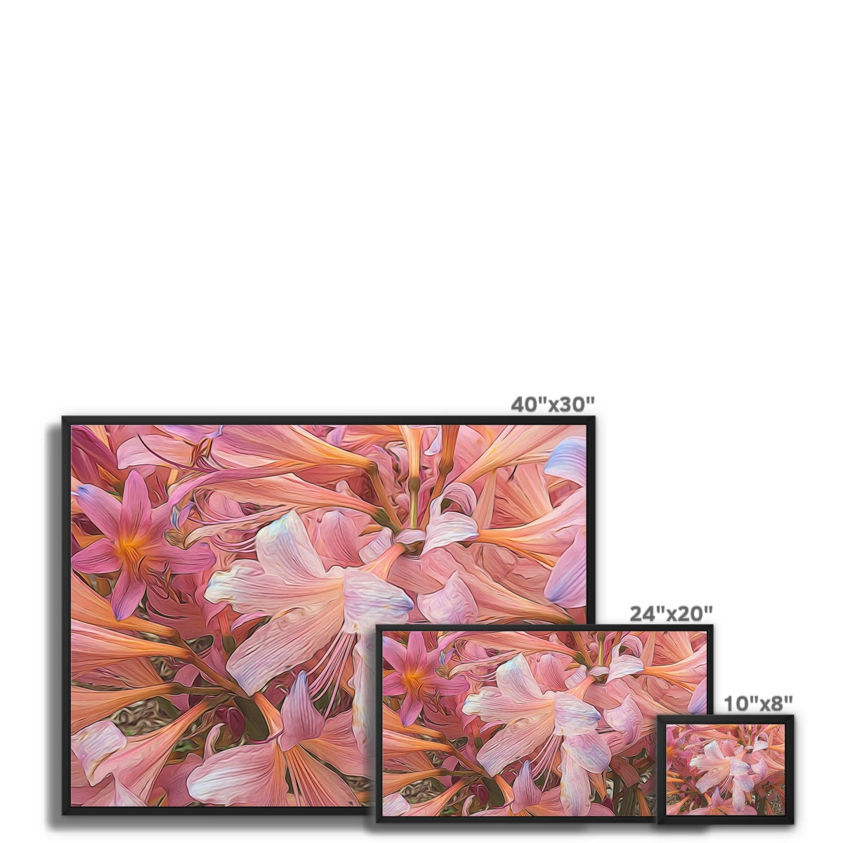 Pink Amaryllis Framed Canvas