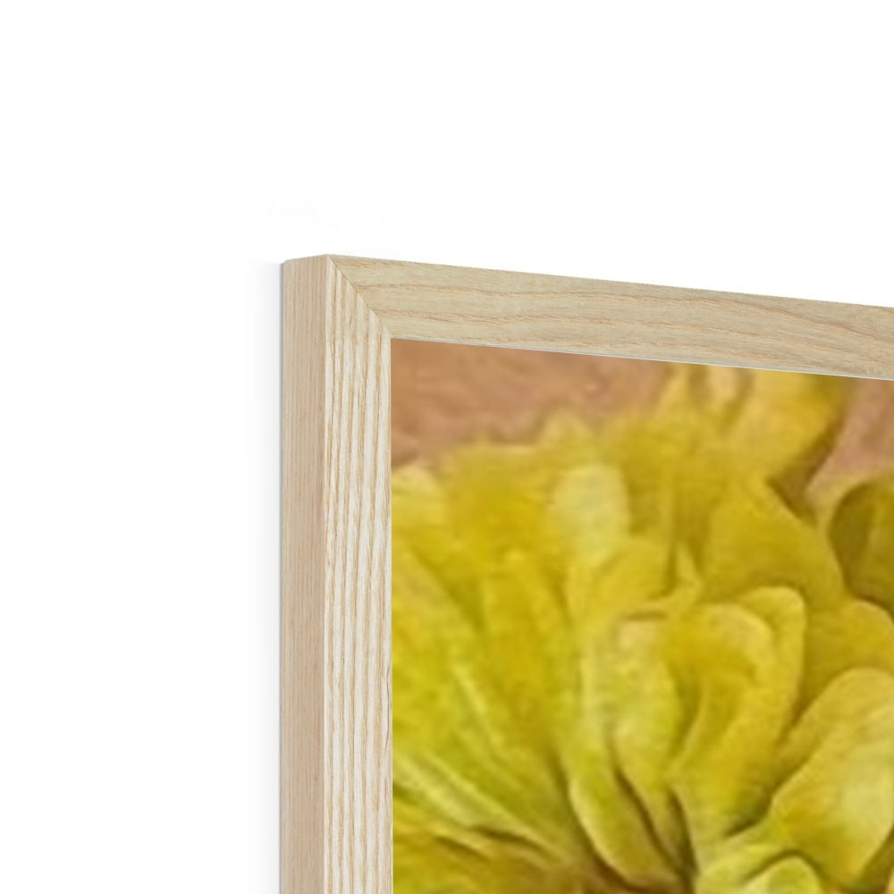 Yellow Zinnias Framed Print