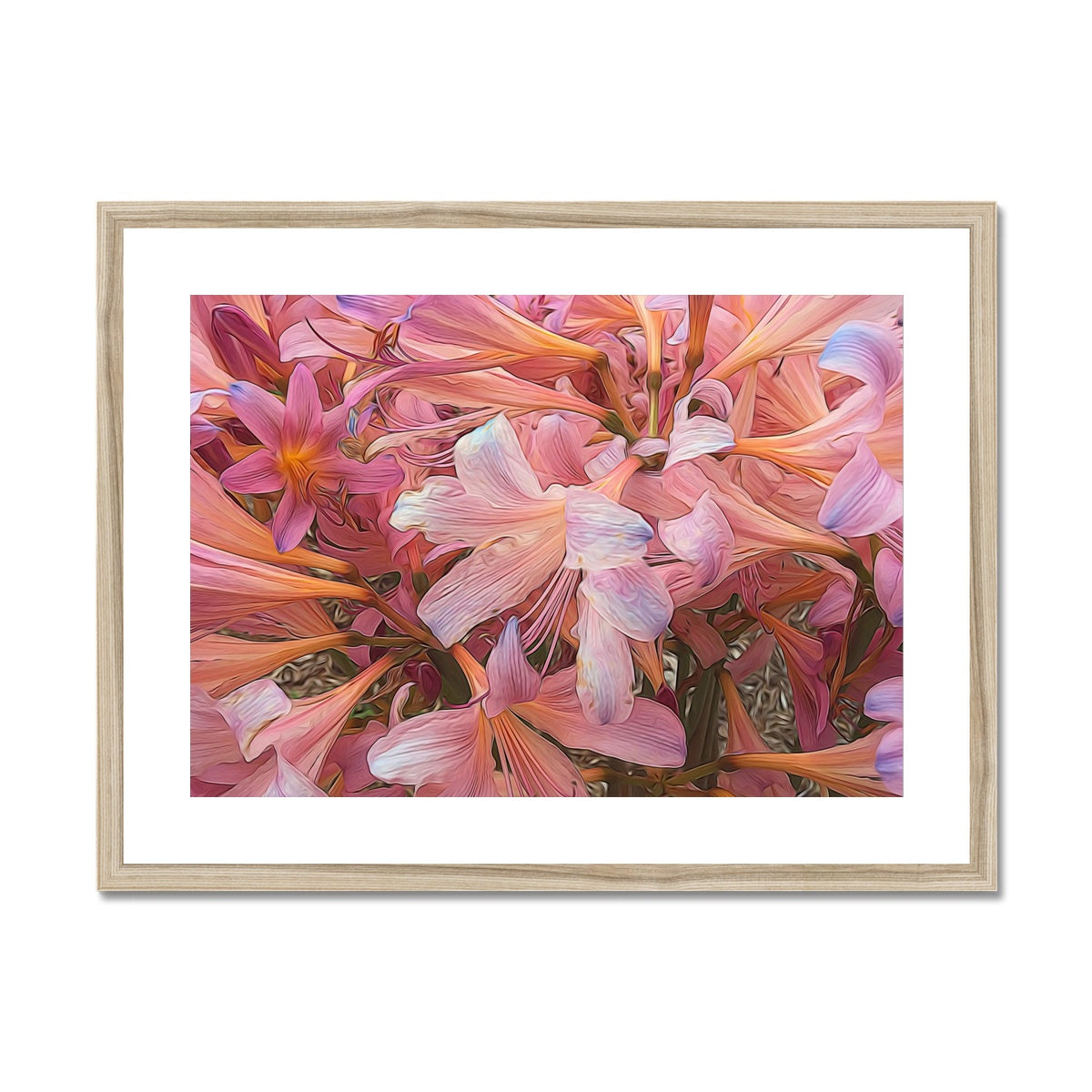 Pink Amaryllis Framed & Mounted Print