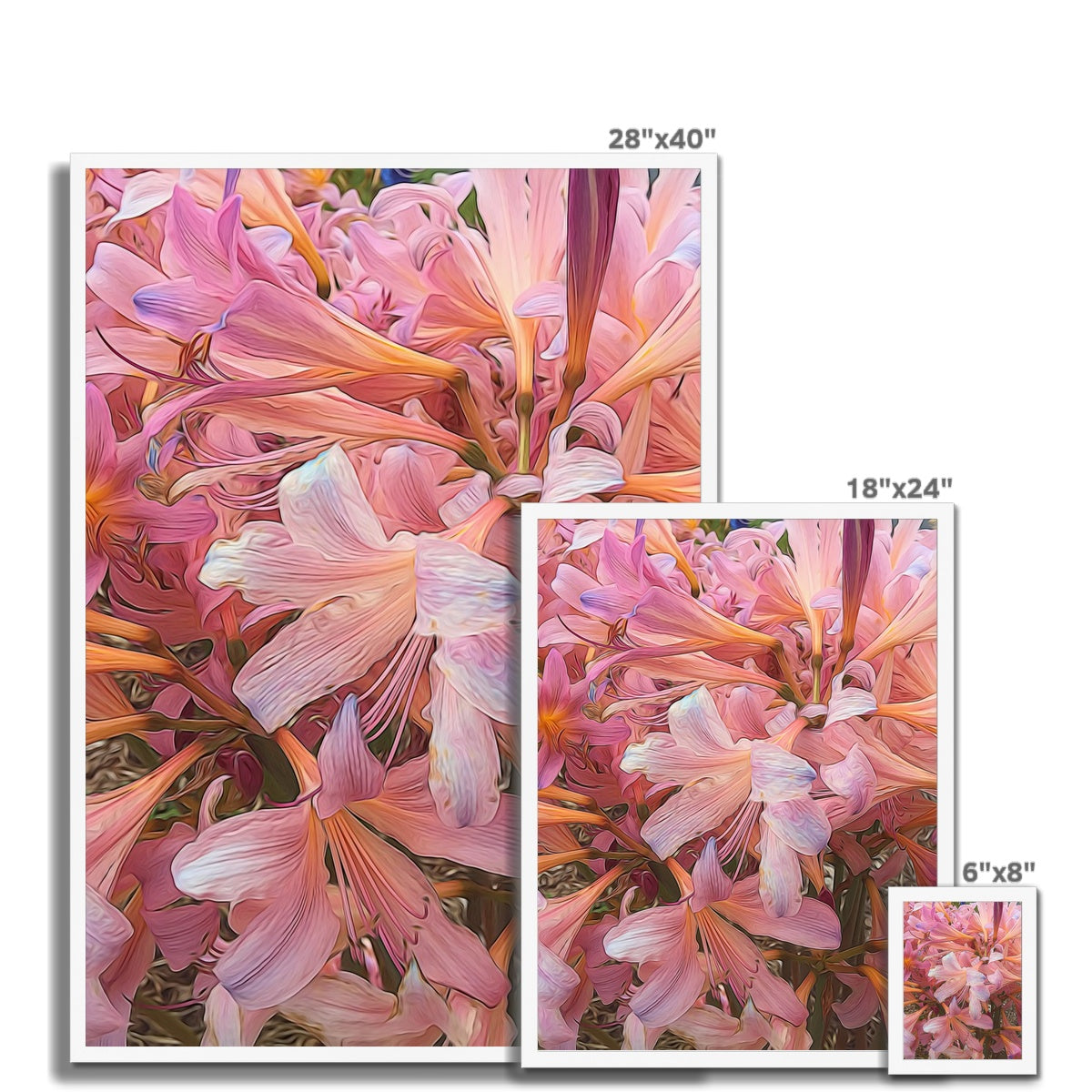 Pink Amaryllis Framed Print