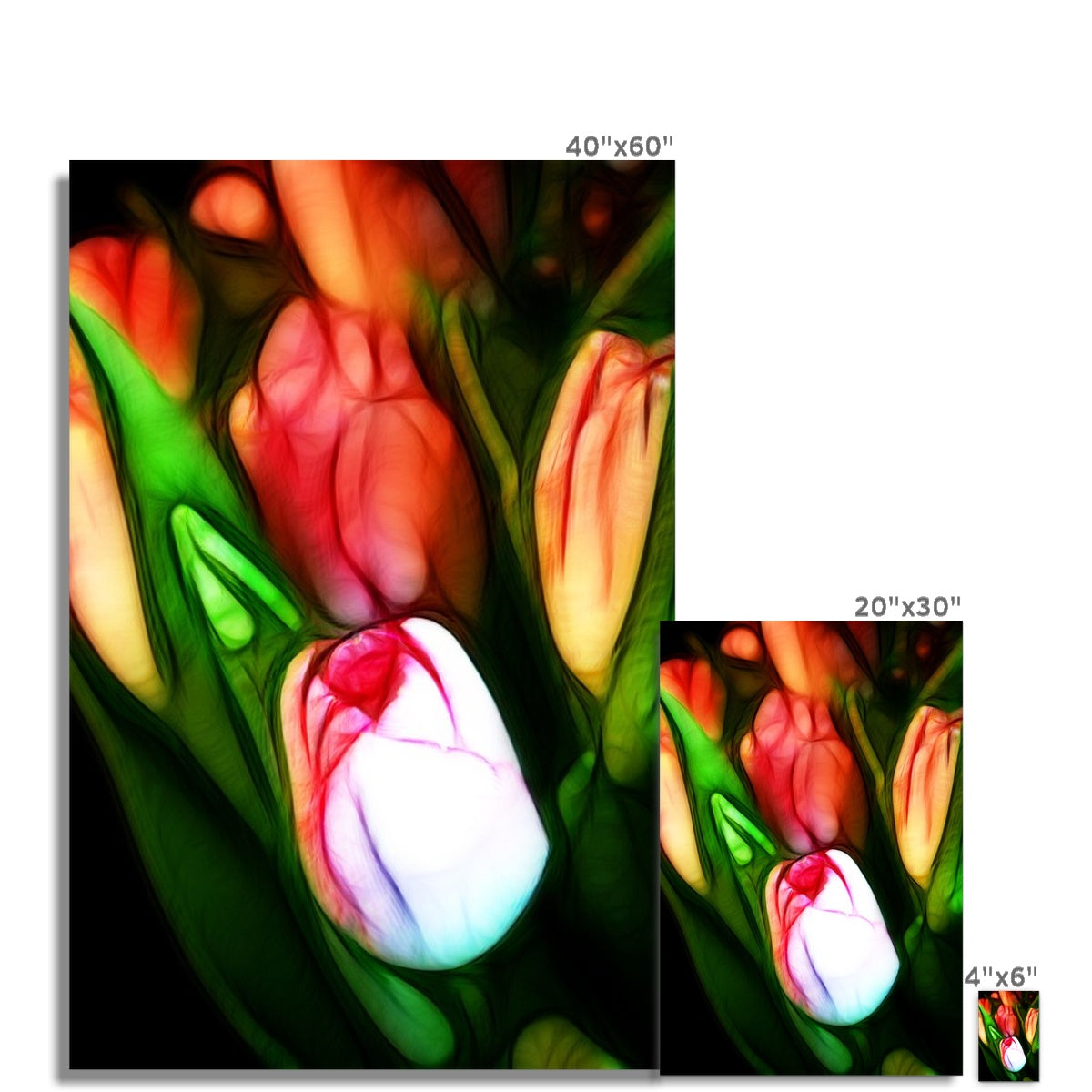 Pink Tulips Hahnemühle Photo Rag Print