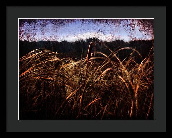 Cattails In The Wind - Framed Print