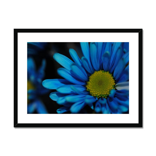 Blue Daisy Framed & Mounted Print