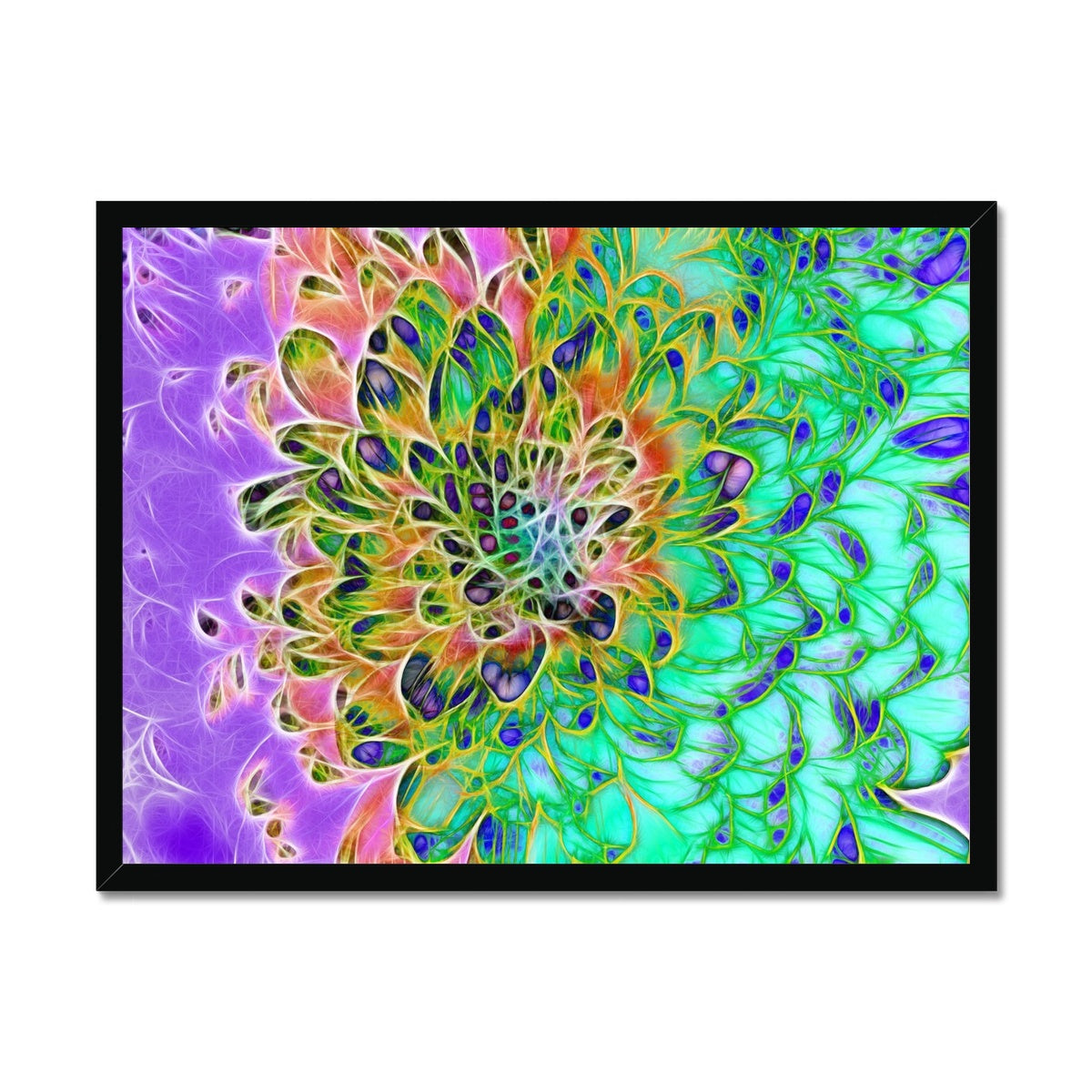 Abstract Peacock Chrysanthemum Framed Print