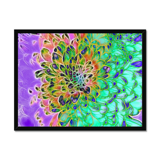 Abstract Peacock Chrysanthemum Framed Print
