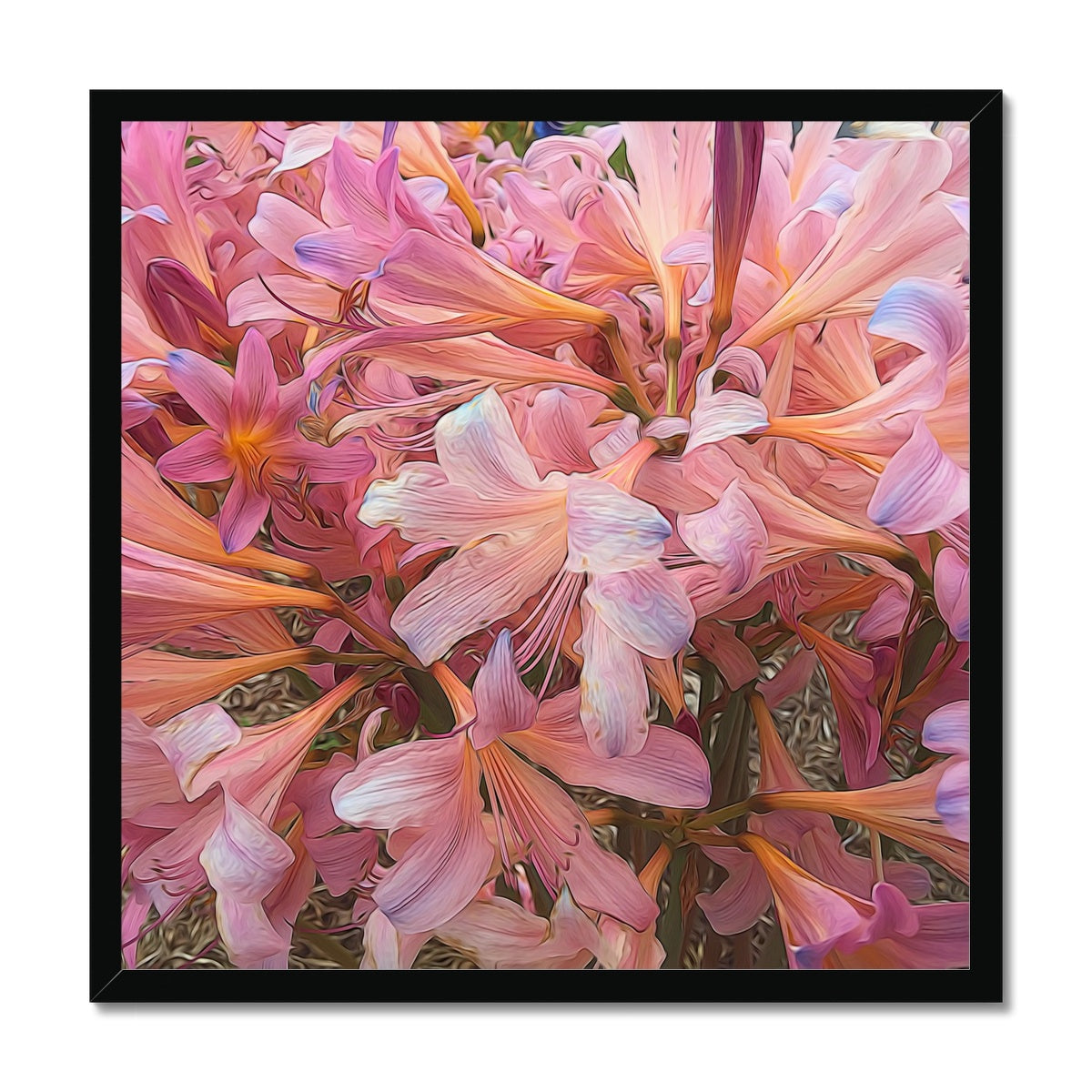 Pink Amaryllis Framed Print