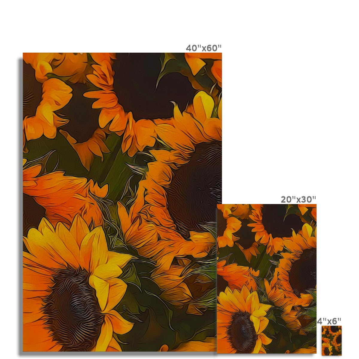 Sunflowers Hahnemühle Photo Rag Print