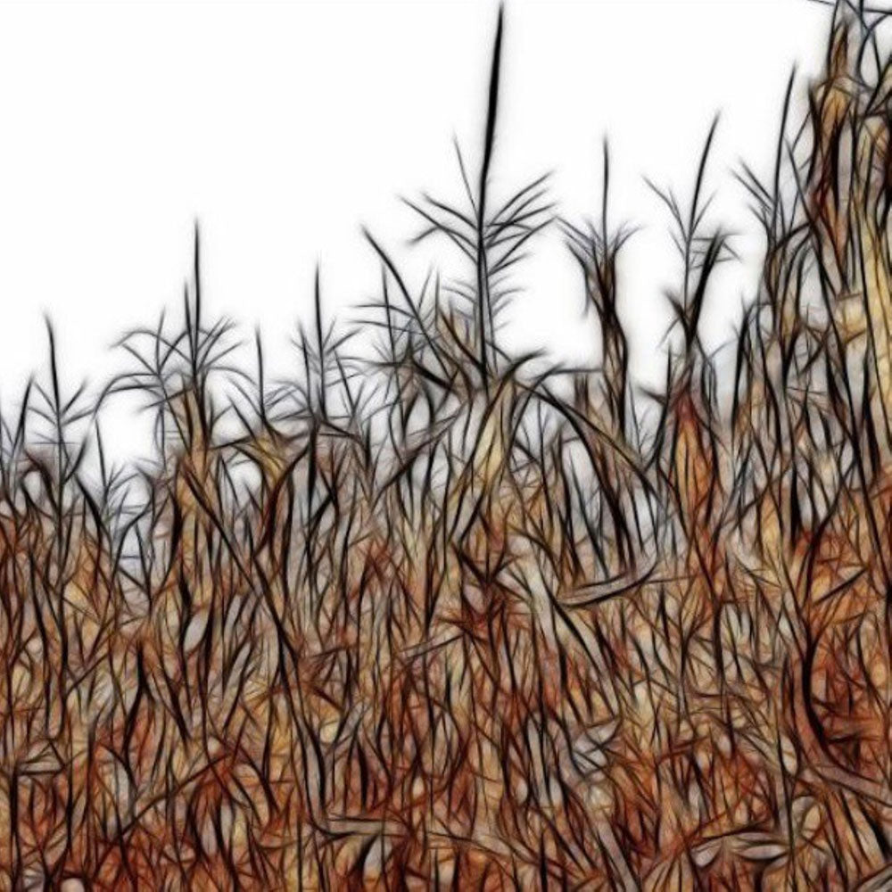 Cornfield on White Digital Image Download