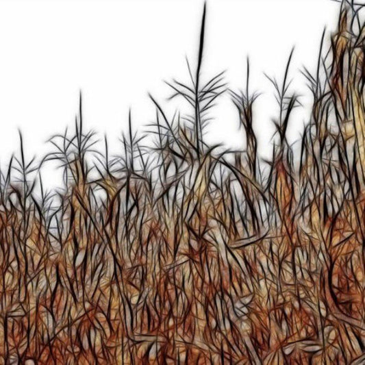 Cornfield on White Digital Image Download