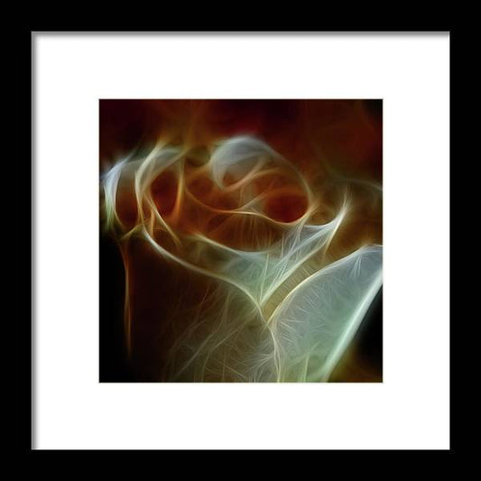 Cream and Amber Rose - Framed Print