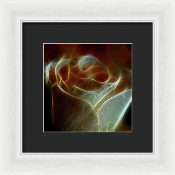 Cream and Amber Rose - Framed Print