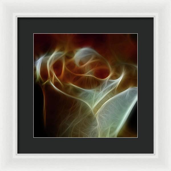Cream and Amber Rose - Framed Print