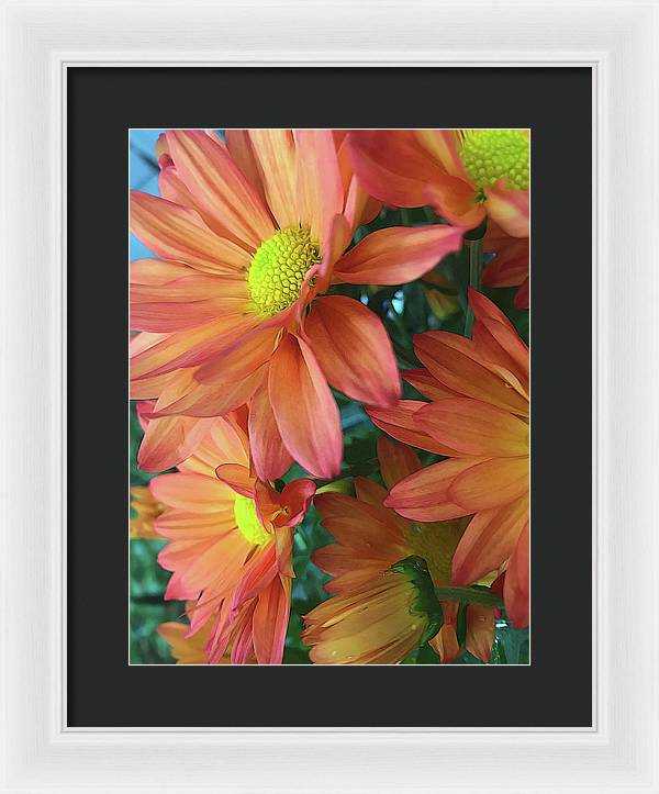 Cream and Pink Daisies Close Up - Framed Print