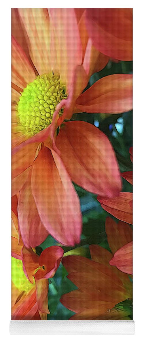 Cream and Pink Daisies Close Up - Yoga Mat