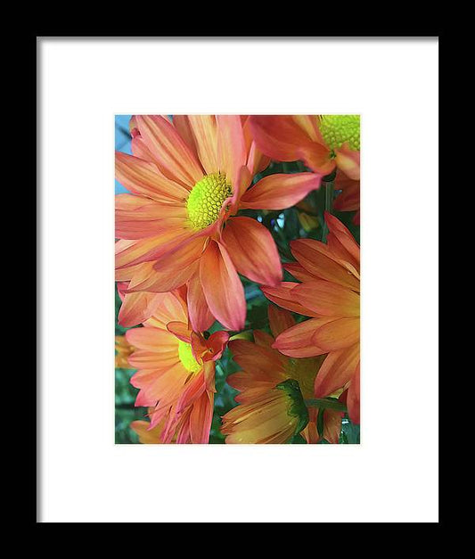 Cream and Pink Daisies Close Up - Framed Print