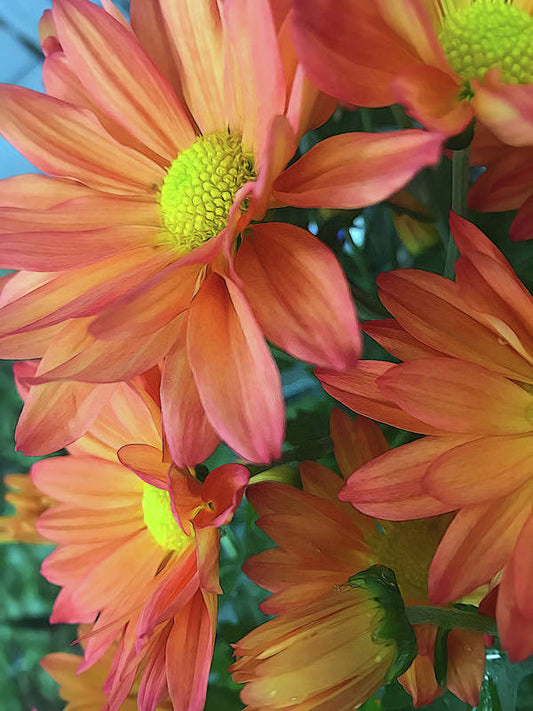 Cream and Pink Daisies Close Up - Art Print