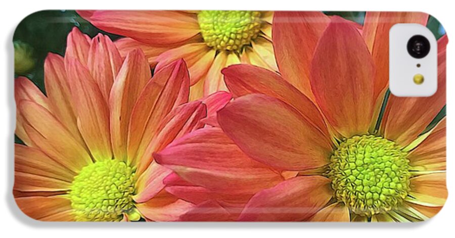 Cream And Pink Three Flower Close Up - Phone Case