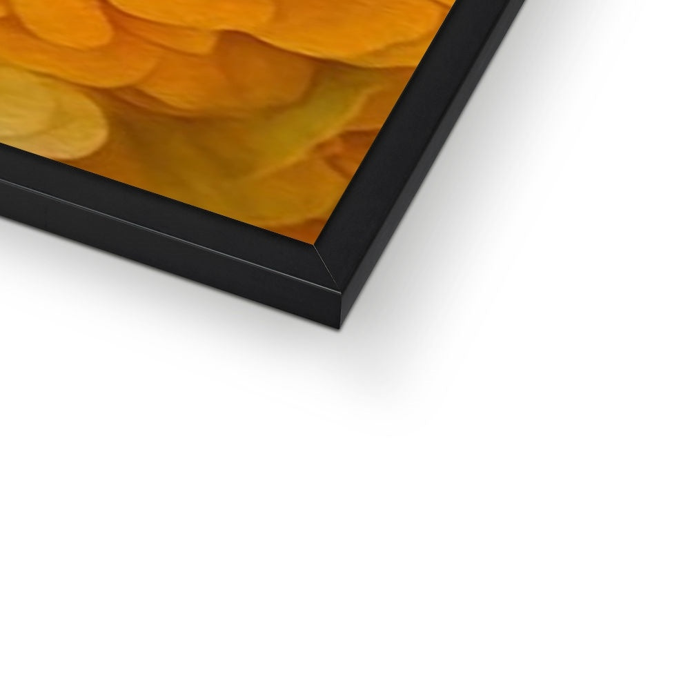 Yellow Zinnias Framed Print