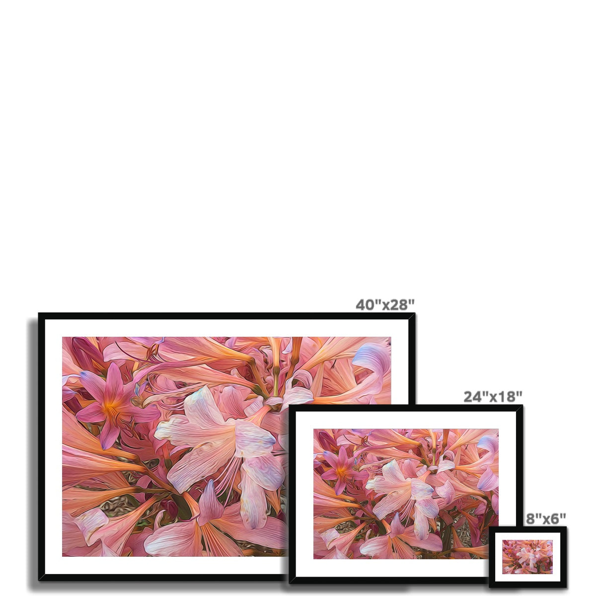Pink Amaryllis Framed & Mounted Print