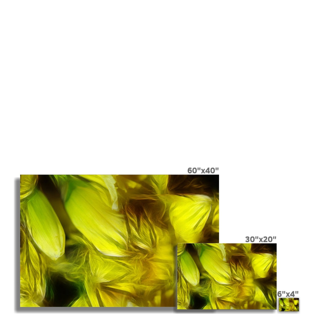 Abstract Yellow Daffodils Hahnemühle Photo Rag Print