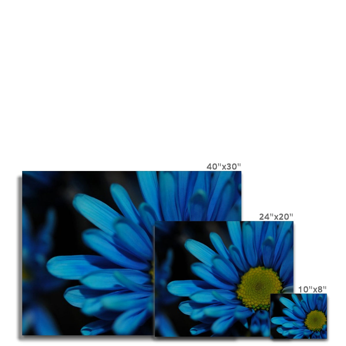 Blue Daisy Canvas