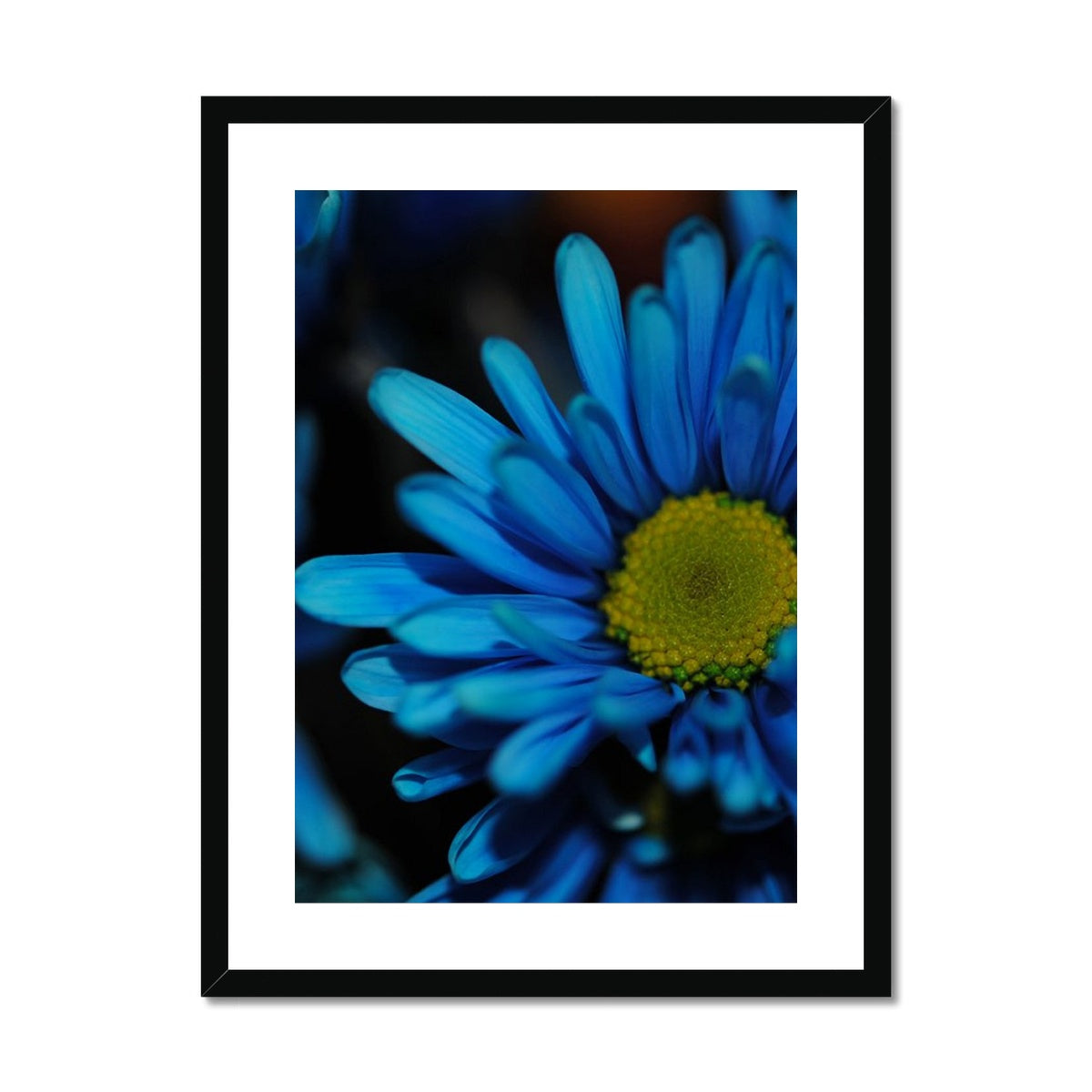 Blue Daisy Framed & Mounted Print