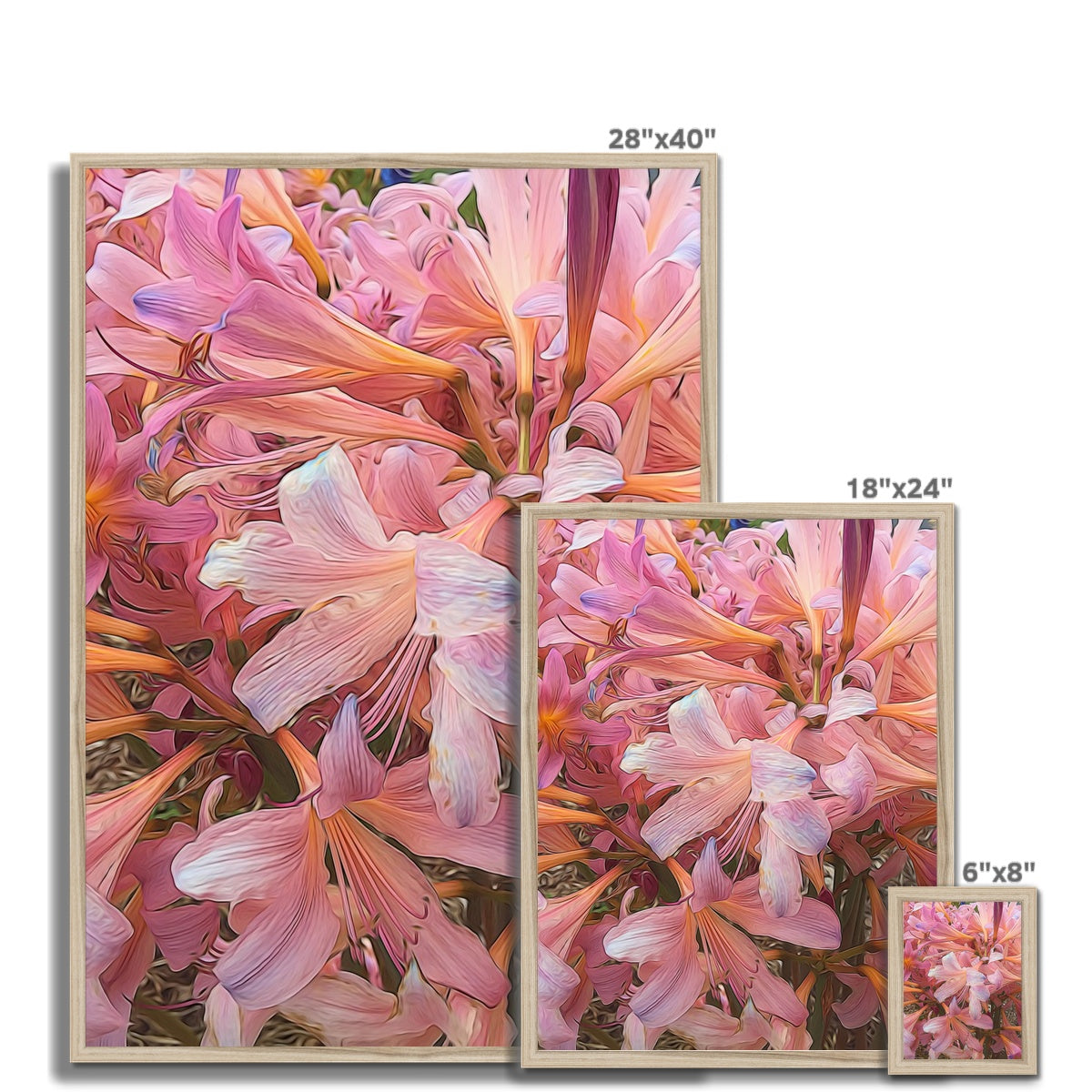 Pink Amaryllis Framed Print