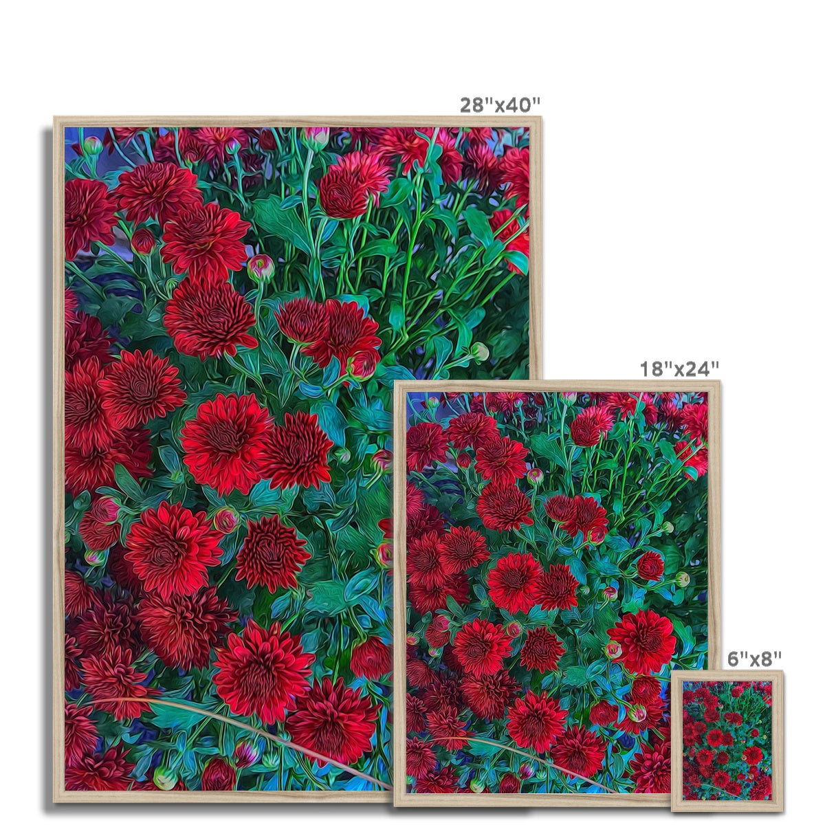 Red Mums Framed Print