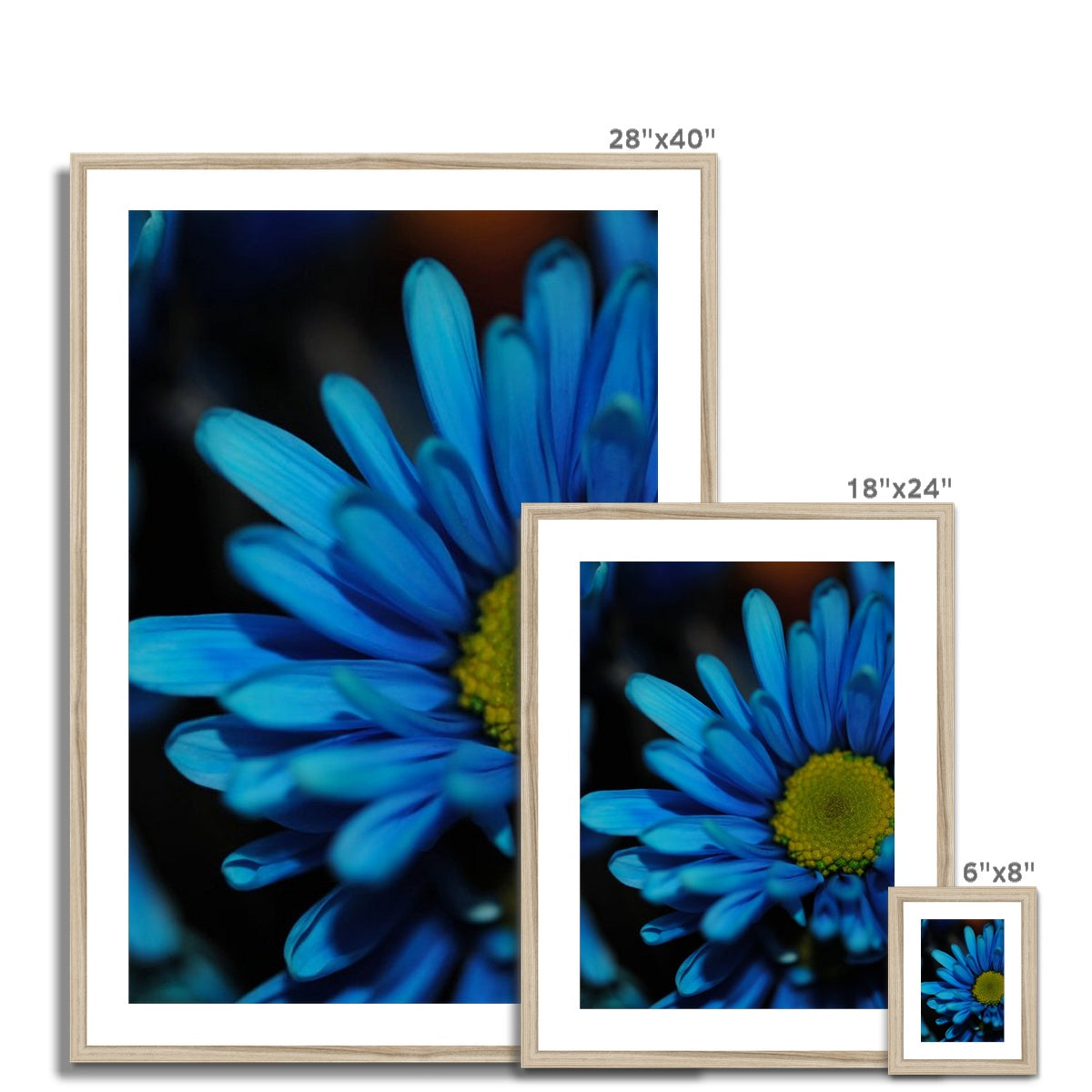 Blue Daisy Framed & Mounted Print