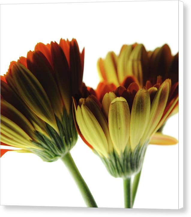 Daisy Undersides - Canvas Print