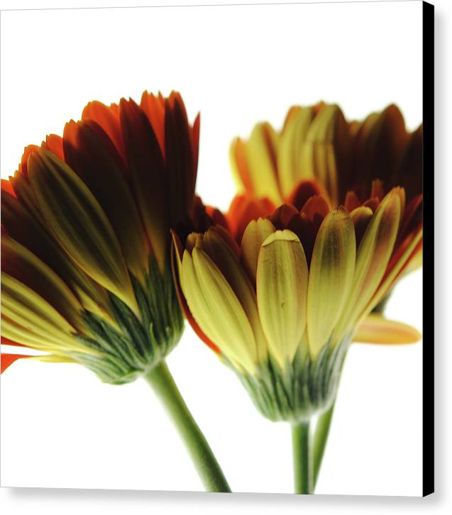 Daisy Undersides - Canvas Print
