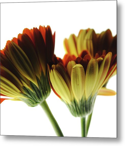 Daisy Undersides - Metal Print