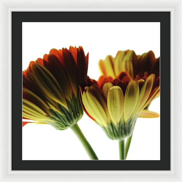 Daisy Undersides - Framed Print