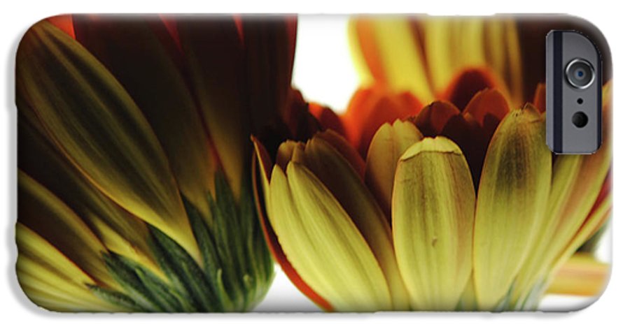 Daisy Undersides - Phone Case