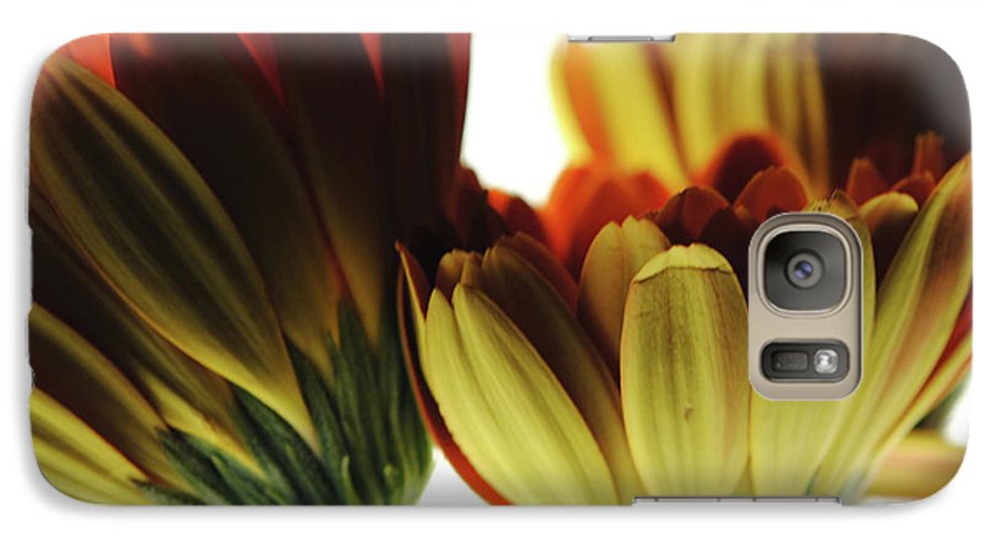 Daisy Undersides - Phone Case