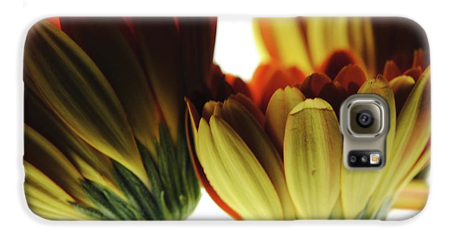 Daisy Undersides - Phone Case
