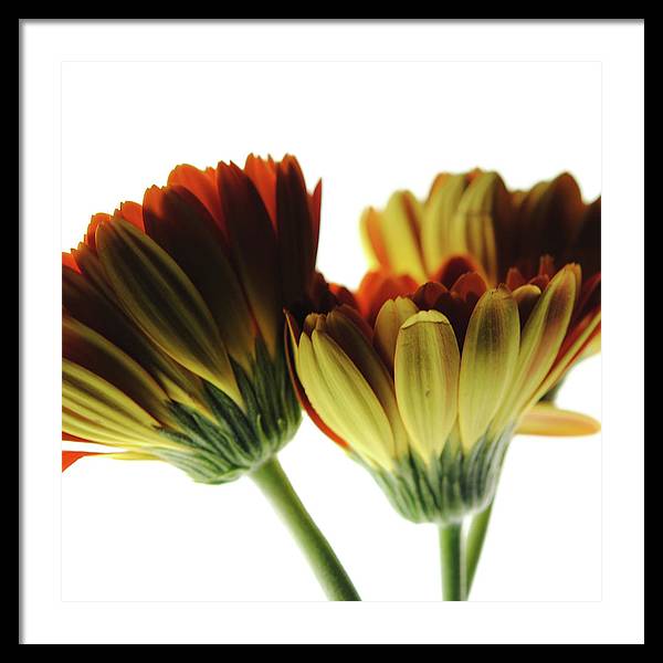 Daisy Undersides - Framed Print