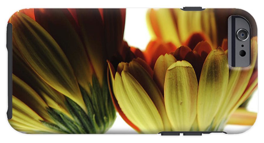 Daisy Undersides - Phone Case