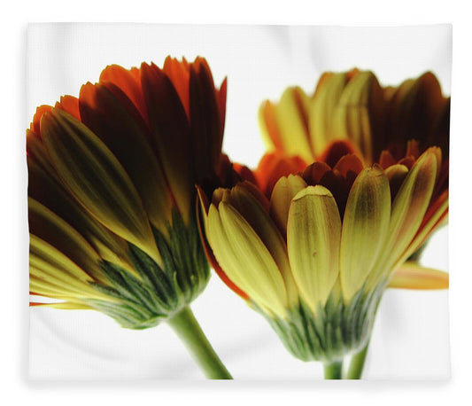 Daisy Undersides - Blanket